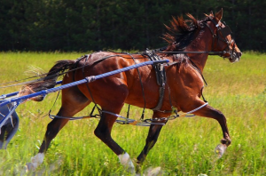 Vitruvio è il Cavallo Favorito nel 74° Gran Premio Duomo