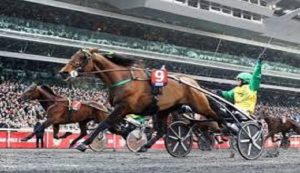 Cavalli Trotto Vincennes