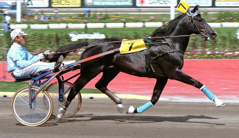 Cavallo da Trotto Ideal Du Gazeau