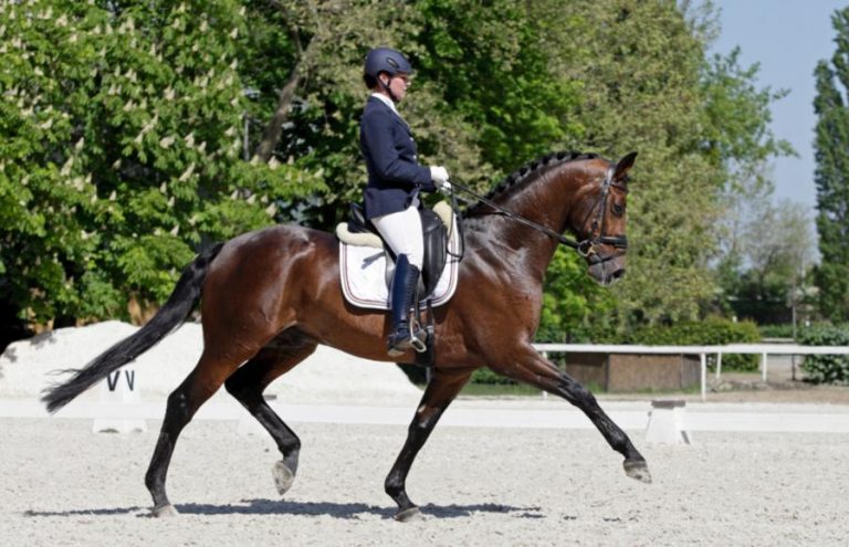 Le andature del cavallo