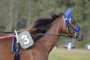 Cavallo da Trotto in Pista