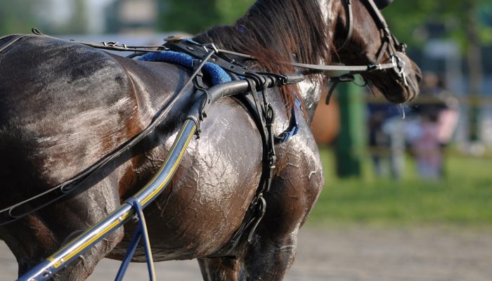 Cavallo durante un Gran Premio Ippica