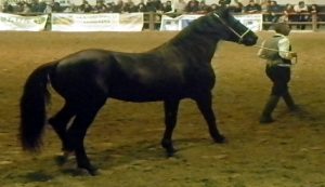 Le origini di Fieracavalli, la fiera delle certezze