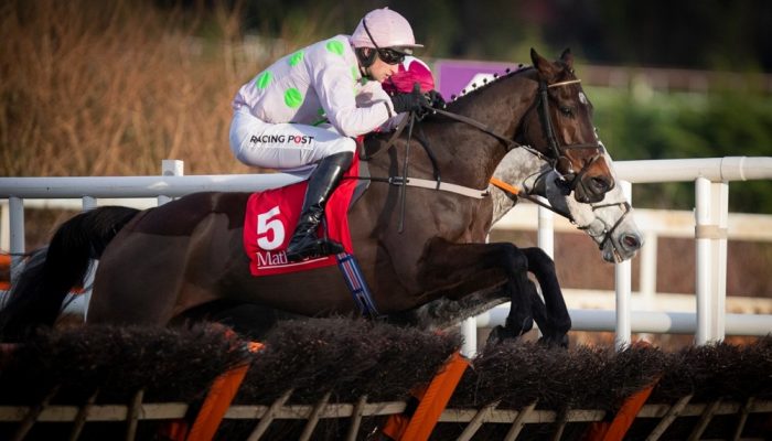 Cavallo da Corsa in partenza durante una Gara Ippica