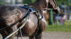 Vernissage il cavallo da battere nel gran premio di Encat