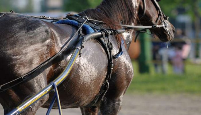 Vernissage il cavallo da battere nel gran premio di Encat