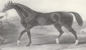 Trottatore anni 800_900