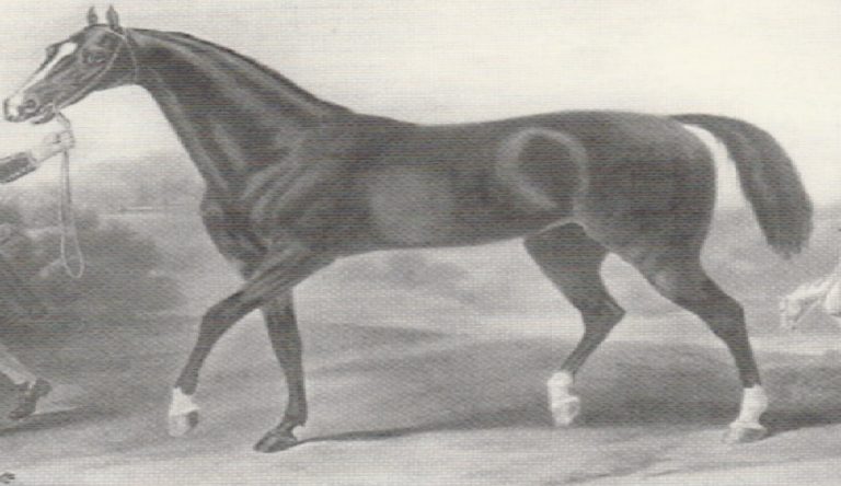 Trottatore anni 800_900