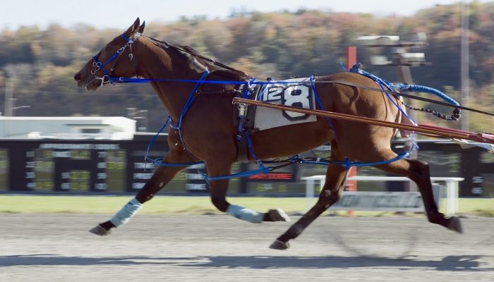 Gran Premio del Mediterraneo