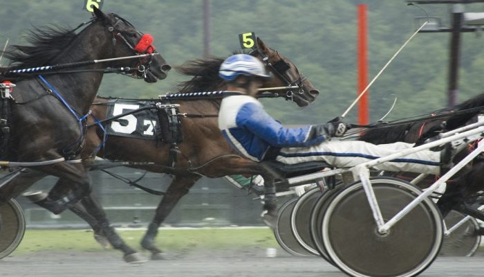Horsy