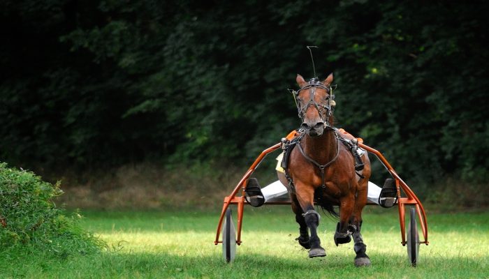 cavallo che trotta con le ruote