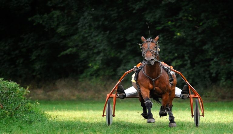 cavallo che trotta con le ruote