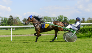 Cavallo da corsa 3 anni