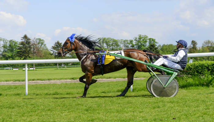 Cavallo da corsa 3 anni