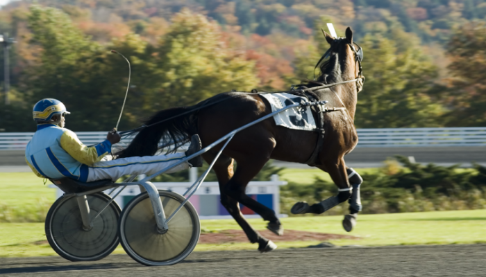 Cavallo in Corsa ad un GP Ippica