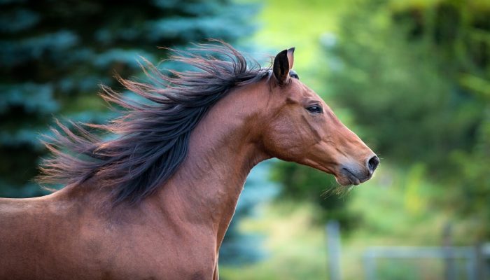 Cavallo Ippica di 7 anni