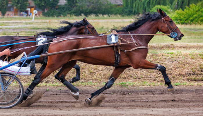 gran premio orlandi