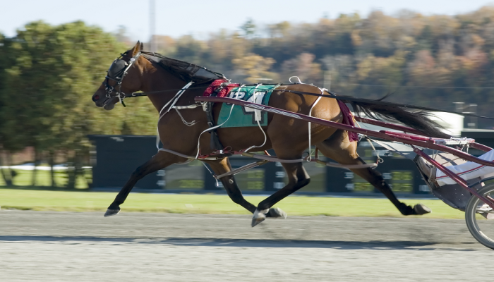 dimitri ferm il cavallo da battere