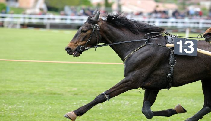 gp liguria encantador