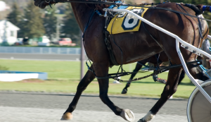 Gran Premio Ivone Grassetto