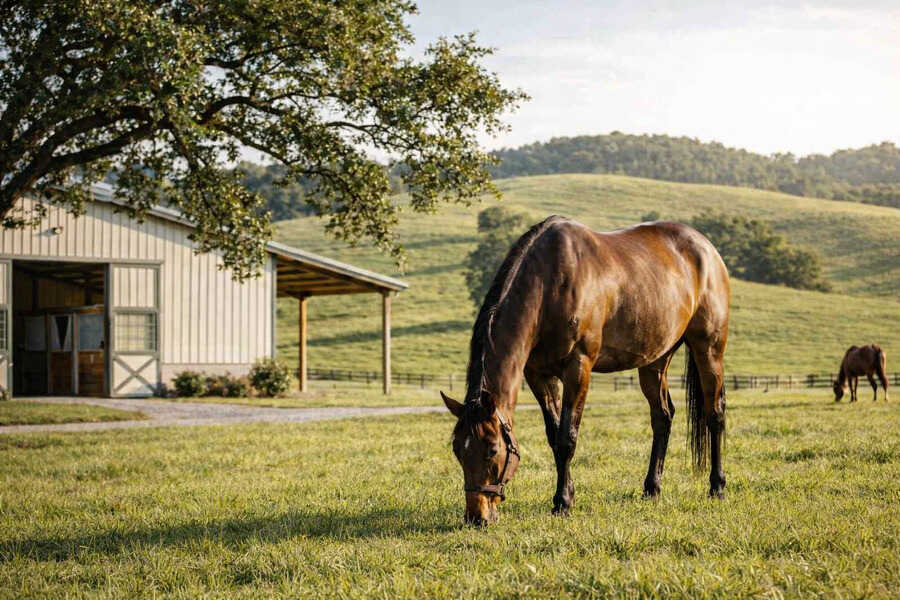 Benessere del Cavallo Sportivo: Guida Completa
